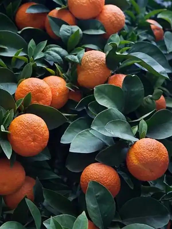 gorchiv-portokal-bergamot