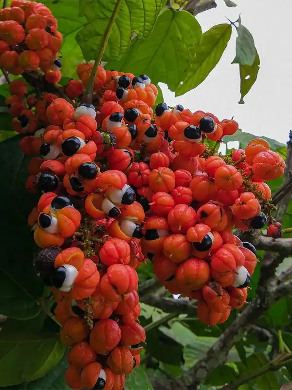 guarana